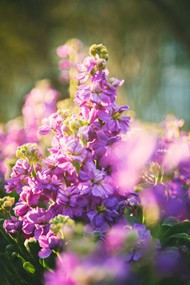 紫色花朵特写精美图片