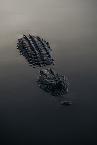 奥兰多水中鳄鱼图片下载