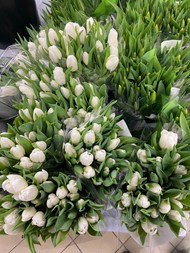 待售的白色郁金香花束图片下载