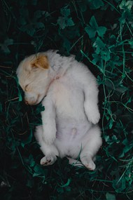 金毛小狗躺在草丛中精美图片