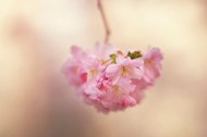 微距粉色娇嫩花卉高清图片