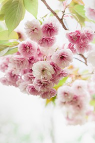 春日小清新植物花朵精美图片