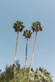蓝色天空椰子树图片下载