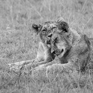 非洲母狮子和小狮子精美图片