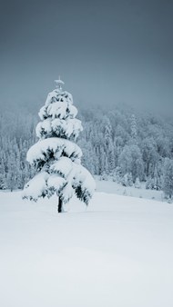 冬季雪地雪松树林精美图片