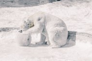 雪地白色北极熊图片下载