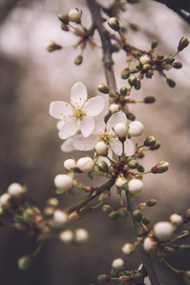 雨后樱花写真图片下载