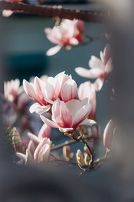 粉色淡雅木兰花写真高清图片