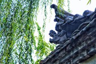 夏日杨柳和古建筑写真图片