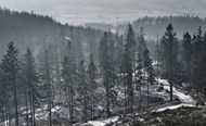 冬季森林稀疏树木景观精美图片
