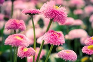 粉色雏菊花朵写真图片下载