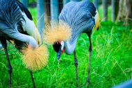 漂亮非洲冠鹤高清图片