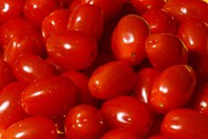 新鲜红色小番茄特写图片大全