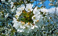 樱花白色花朵特写精美图片