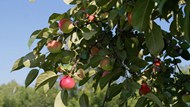 苹果树上成熟的苹果图片下载