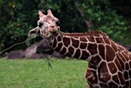 长颈鹿喂食高清图片