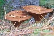 森林地面棕色蘑菇精美图片