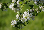 春天白色苹果花开花精美图片
