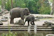 湖边大象小象高清图片