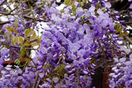 紫藤花花簇花朵图片下载