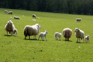 草原上的羊群精美图片