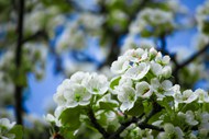 春天白色苹果花开放精美图片