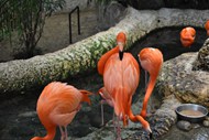 动物园红色火烈鸟观赏高清图片
