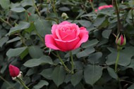 漂亮粉红玫瑰花朵图片大全