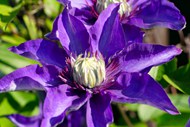 紫色铁线莲花朵微距高清图片