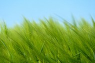 绿色小麦壁纸写真高清图片