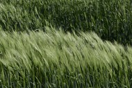 原野绿色小麦高清图片