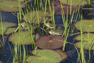 池塘青蛙荷叶图片下载
