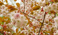 春天开满樱花的樱花树精美图片