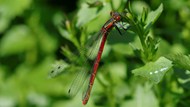 红蜻蜓野生动物图片下载