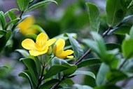 黄色连翘花朵开花图片下载