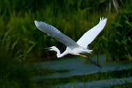 白色苍鹭展翅飞精美图片
