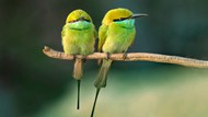 两只可爱绿色小鸟图片
