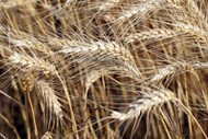 原野成熟小麦麦穗图片下载