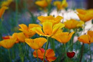 橙色罂粟花花朵高清图片