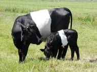 黑白色母牛小牛精美图片