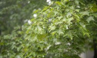 雨后绿色枫树叶精美图片