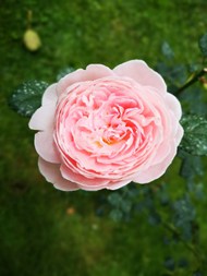 一朵粉红色玫瑰花图片下载