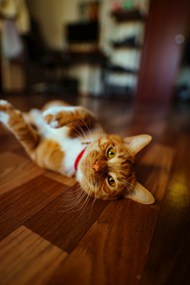 小猫咪在地板上撒娇精美图片