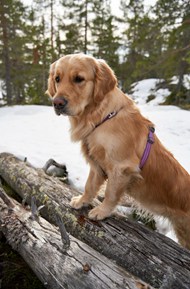雪地里的金毛猎犬高清图片