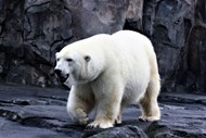 一只北极熊在岩石上行走精美图片
