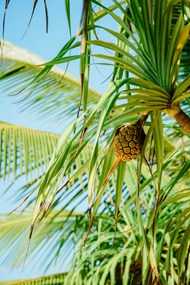 棕榈树上生长的果实精美图片