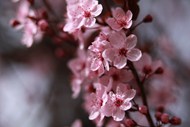粉红色的樱花特写高清图片
