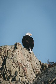 岩石上的鹰精美图片