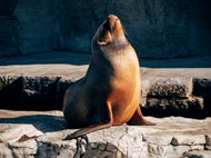 海豹在动物园里晒太阳图片大全