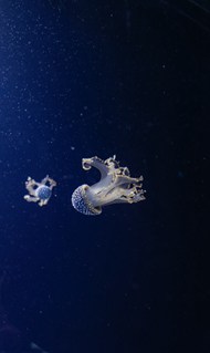 唯美蓝色深海生物图片大全